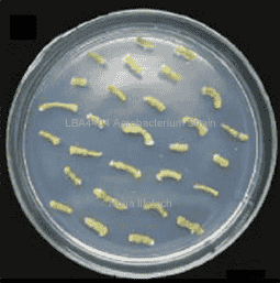 LBA4404 Agrobacterium Strain - Click Image to Close
