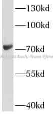 LOXL1 antibody - Click Image to Close