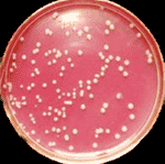 M15 chemically E.coli Express Competent Cells - Click Image to Close