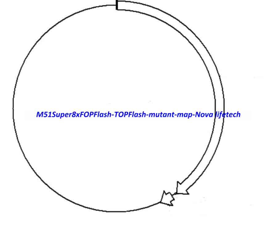 M51Super8xFOPFlash (TOPFlash mutant) - Click Image to Close