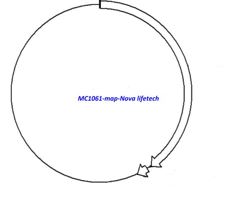 MC1061 Plasmid - Click Image to Close