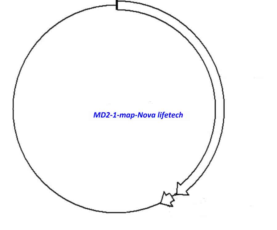 MD2- 1 Plasmid