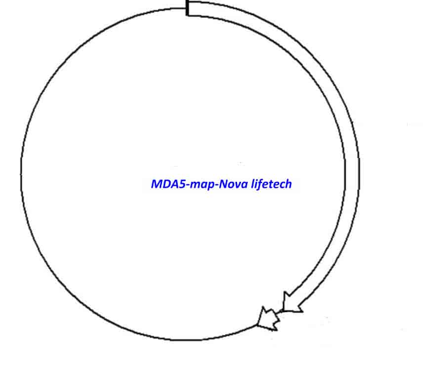 MDA5 Plasmid