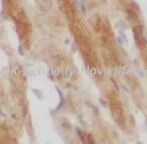 MOK antibody - Click Image to Close