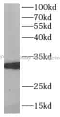 MPG antibody - Click Image to Close