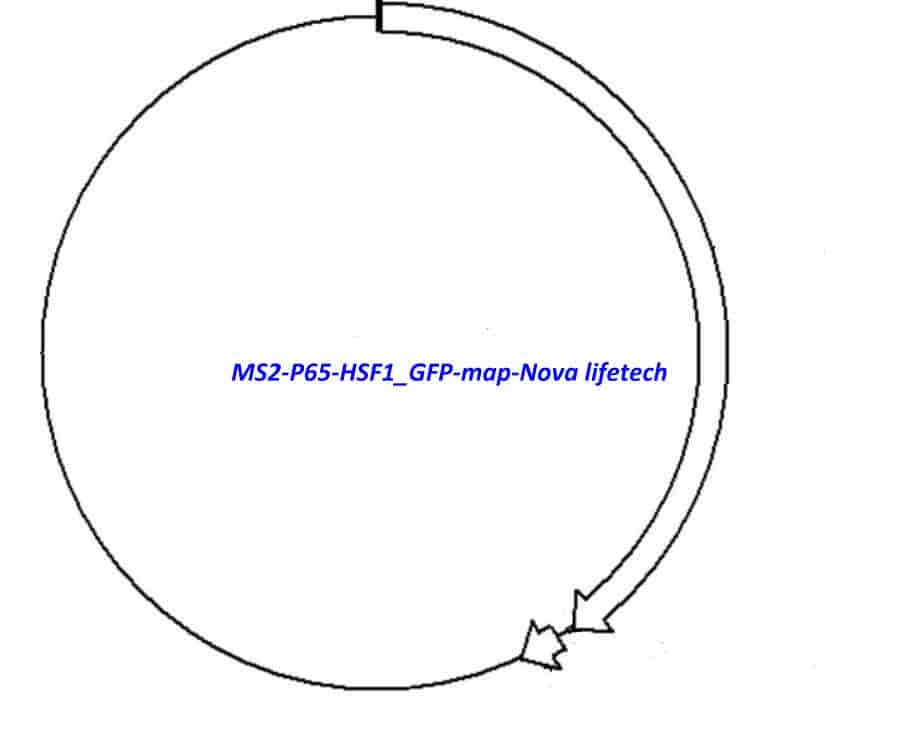 MS2-P65-HSF1_GFP vector