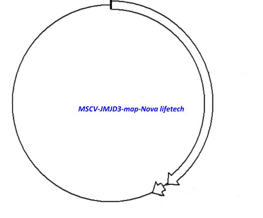 MSCV JMJD3 Plasmid
