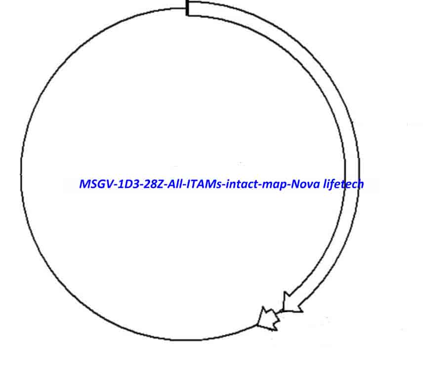 MSGV-1D3-28Z All ITAMs intact Plasmid