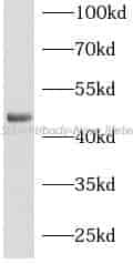 MSI1 antibody - Click Image to Close