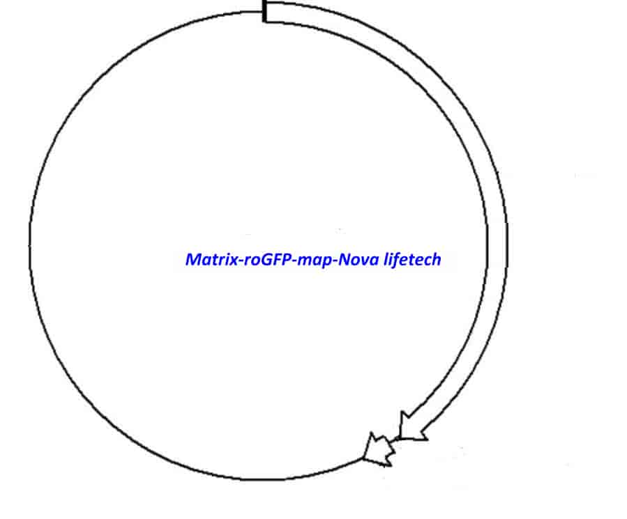 Matrix- roGFP - Click Image to Close