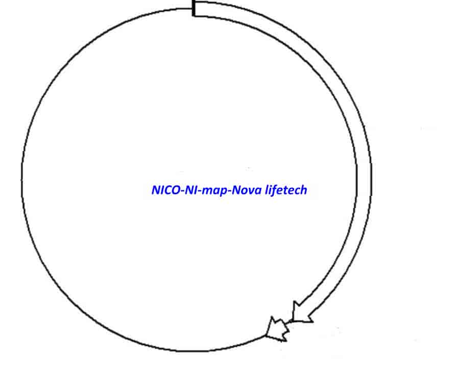 NICO- NI Plasmid
