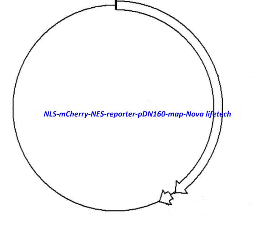 NLS-mCherry-NES reporter (pDN160) - Click Image to Close