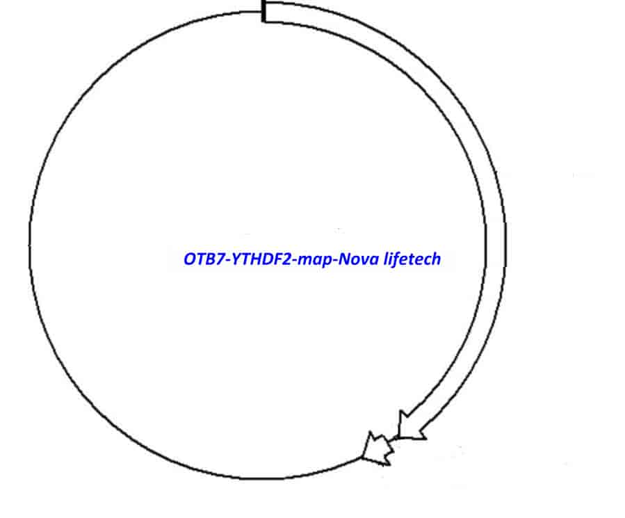 OTB7-YTHDF2 Plasmid - Click Image to Close