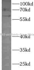 P2RX4 antibody - Click Image to Close