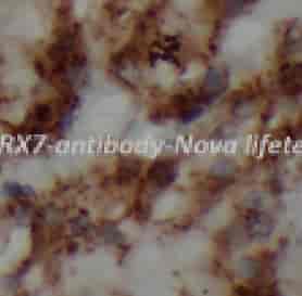 P2RX7 antibody - Click Image to Close