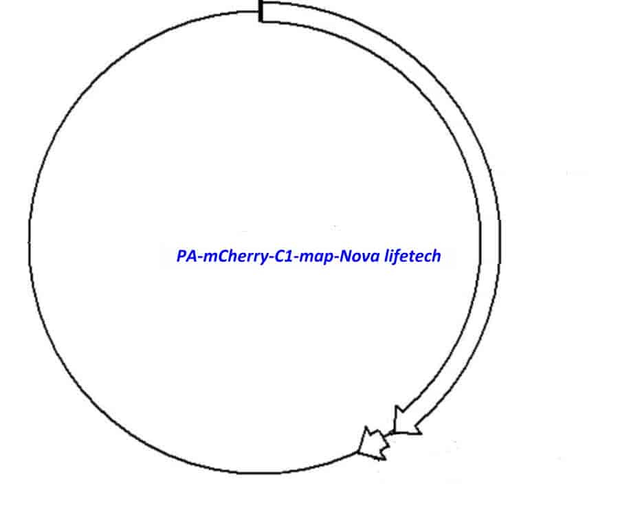 PA- mCherry- C1 - Click Image to Close