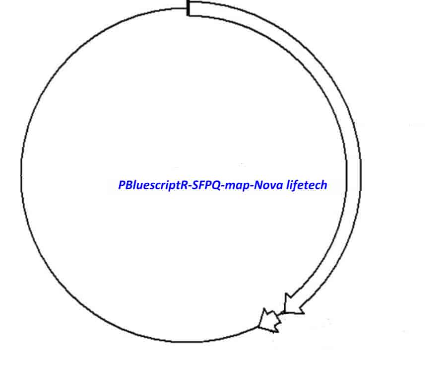 PBluescriptR-SFPQ Plasmid - Click Image to Close