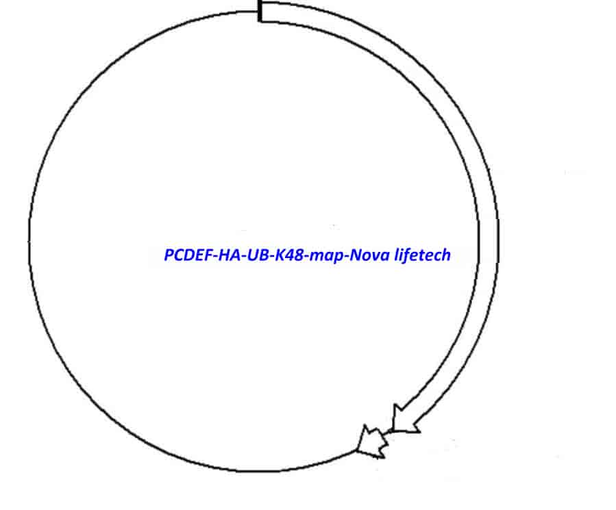 PCDEF- HA- UB- K48 Plasmid - Click Image to Close