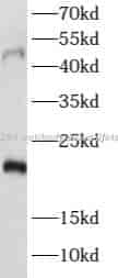 PE2R4 antibody - Click Image to Close