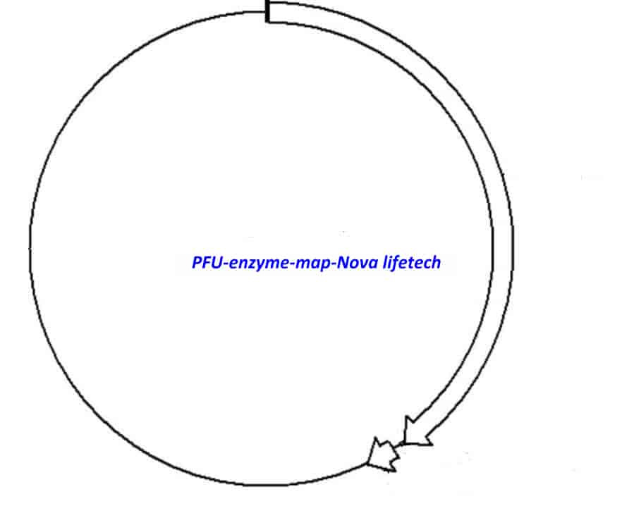 PFU enzyme Plasmid