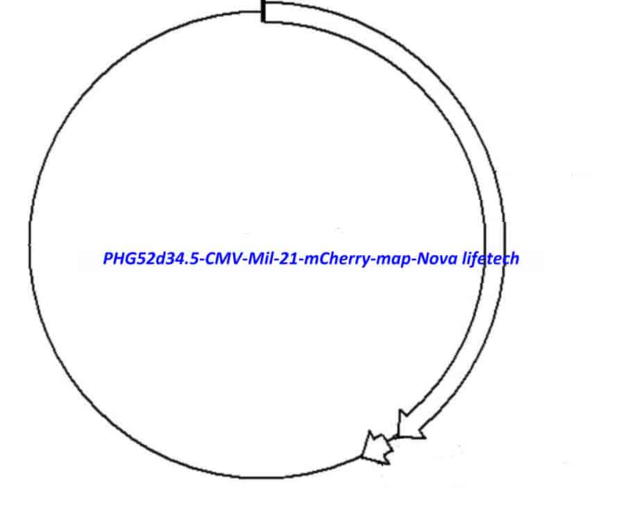 PHG52d34.5-CMV-Mil-21-mCherry