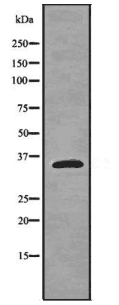 PLSCR1 Antibody - Click Image to Close