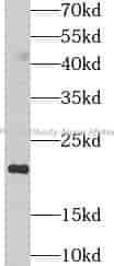 PPIC antibody - Click Image to Close