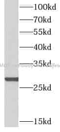 PSMG2 antibody - Click Image to Close
