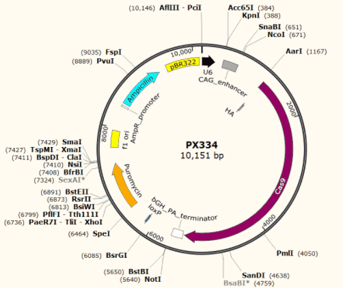 PX334 Plasmid - Click Image to Close