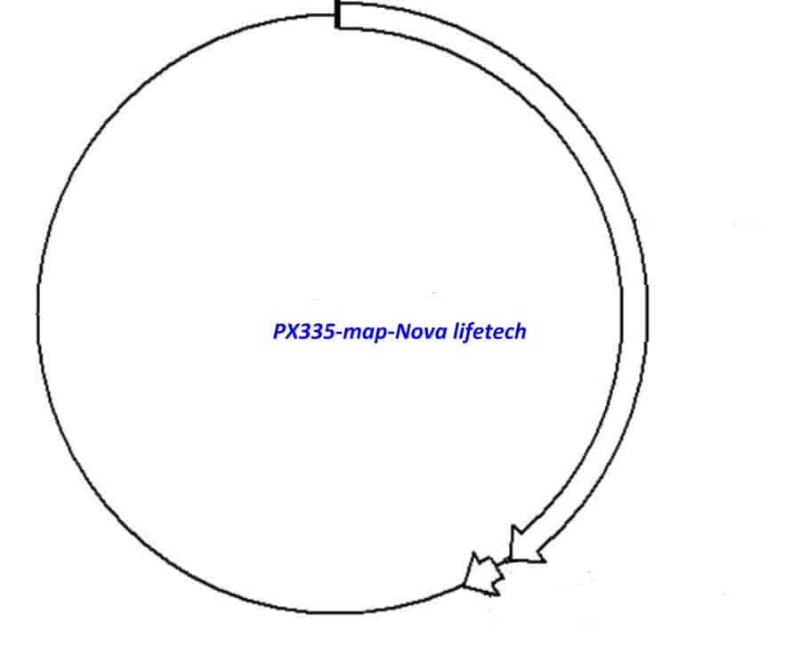 PX335 Plasmid - Click Image to Close