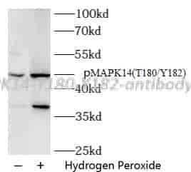Phospho- MAPK14(T180/Y182) antibody - Click Image to Close