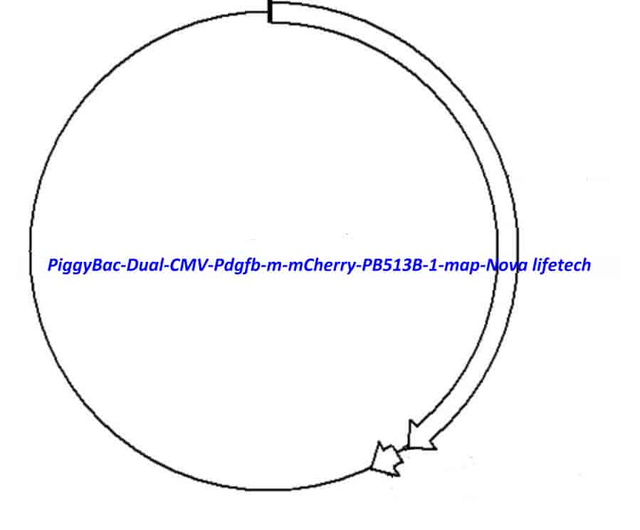 PiggyBac Dual CMV-Pdgfb-m-mCherry (PB513B-1) Plasmid - Click Image to Close