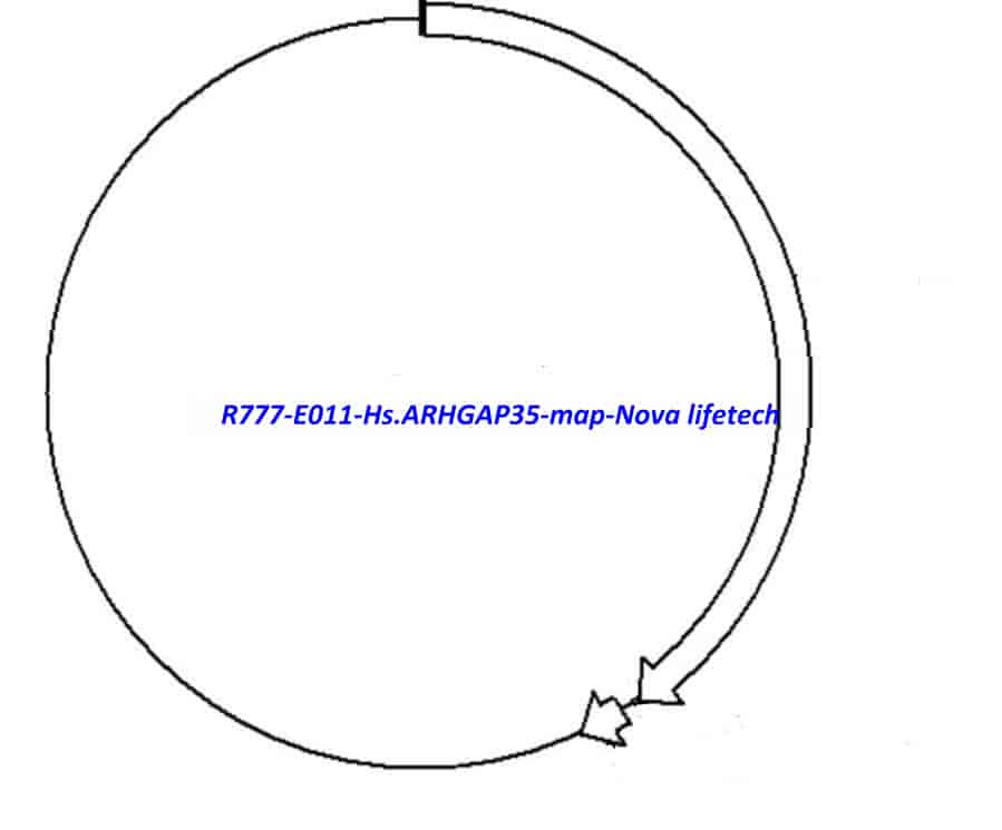 R777- E011 Hs.ARHGAP35 - Click Image to Close