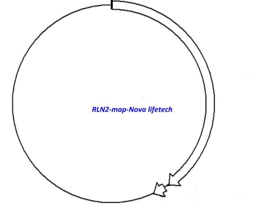 RLN2 Plasmid - Click Image to Close