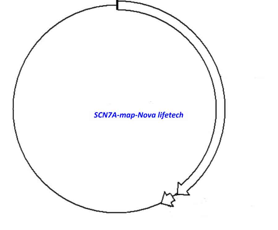 SCN7A Plasmid - Click Image to Close