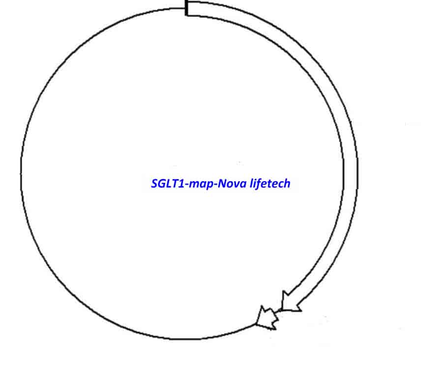 SGLT1 Plasmid - Click Image to Close