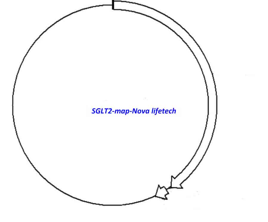 SGLT2 Plasmid - Click Image to Close