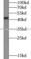 SH3GL1 antibody - Click Image to Close