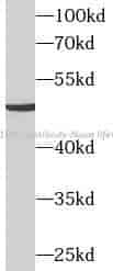 SLC16A7 antibody - Click Image to Close