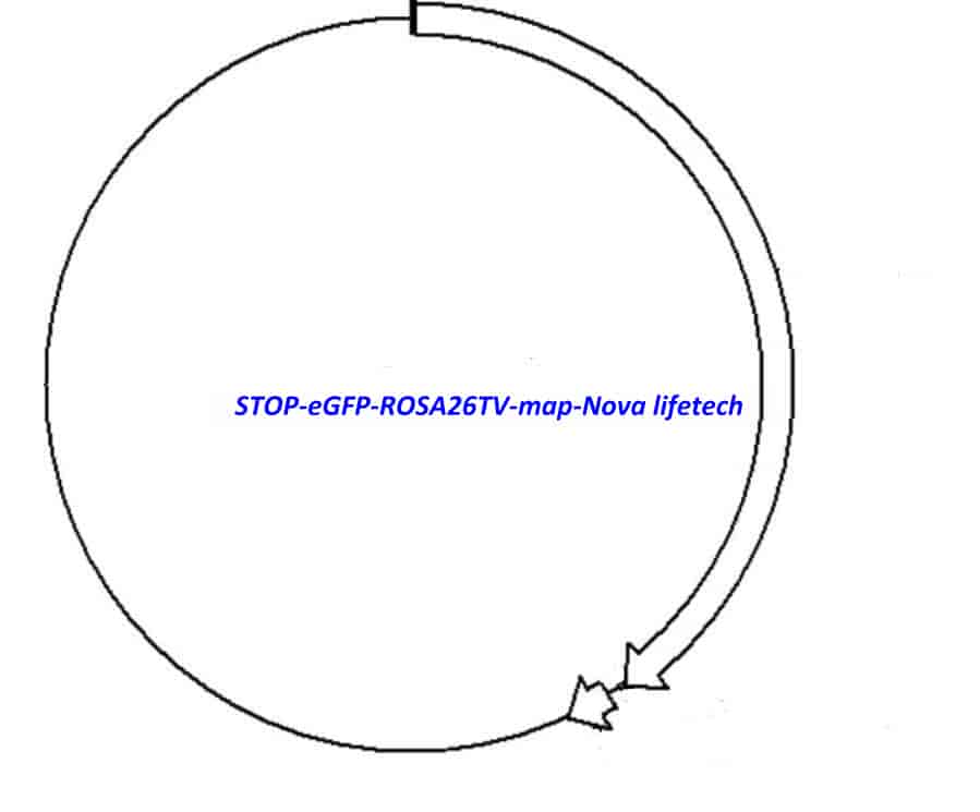 STOP- eGFP- ROSA26TV - Click Image to Close