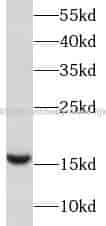 SURVIVIN antibody - Click Image to Close