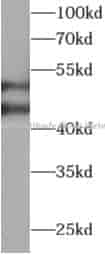 SYWC antibody - Click Image to Close