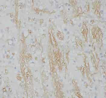 Spermine antibody - Click Image to Close