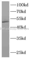 TADBP antibody - Click Image to Close