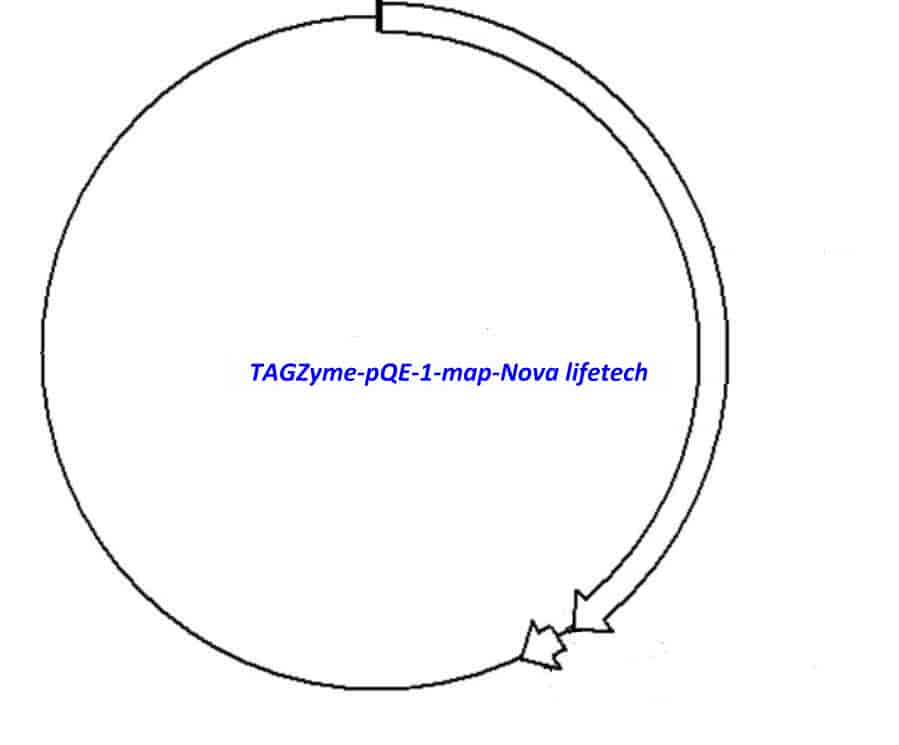 TAGZyme pQE- 1 Plasmid - Click Image to Close