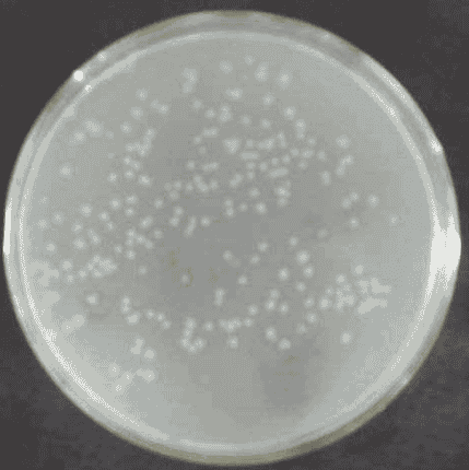TG1 Escherichia coli Strains - Click Image to Close