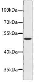 TP73 Antibody - Click Image to Close