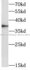Tom40 antibody - Click Image to Close