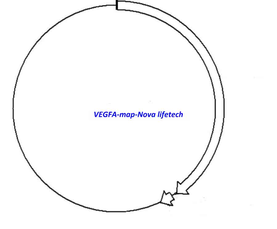 VEGFA Plasmid - Click Image to Close