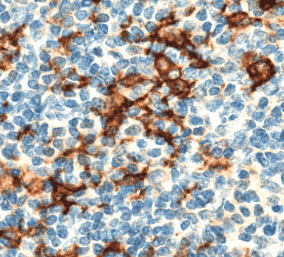 Anti-CD163/M130 antibody - Click Image to Close